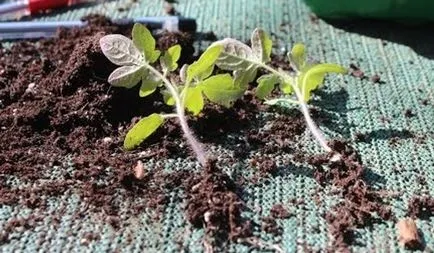 Ca răsaduri de roșii scufunda când roșiile se arunca cu capul în 2017 a calendarului lunar (tomate) Ca răsaduri de roșii scufunda când roșiile se arunca cu capul în 2017 a calendarului lunar