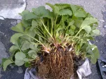 Cum se uda căpșun la momentul înfloririi, fructificării (utilizarea de irigare prin picurare) Cum se uda căpșun la momentul înfloririi, fructificării