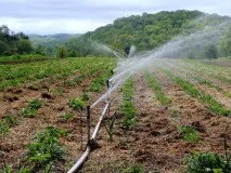 Cum se uda căpșun la momentul înfloririi, fructificării (căpșuni) Cum se uda căpșun la momentul înfloririi, fructificării