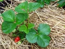 Cum se uda căpșun la momentul înfloririi, fructificării (căpșuni) Cum se uda căpșun la momentul înfloririi, fructificării