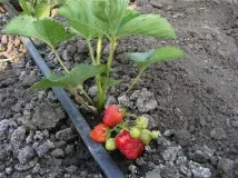 Cum se uda căpșun la momentul înfloririi, fructificării (fructoase) Cum se uda căpșun la momentul înfloririi, fructificării
