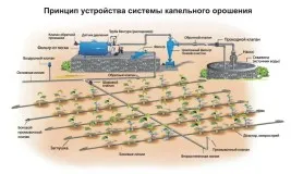 Cum se uda căpșun la momentul înfloririi, fructificării (fructoase) Cum se uda căpșun la momentul înfloririi, fructificării