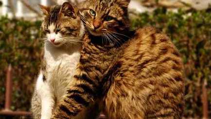Cum de a face prieteni într-un apartament cu pisica adult si pisica (unul) Cum de a face prieteni într-un apartament cu pisica adult și pisica
