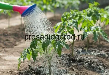 Cum se toarnă roșiile în dreptul seră ca ai nevoie de apă și la ce oră este cel mai bun, foto și video