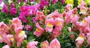 Cum să obțineți snapdragons din soiuri de semințe atunci când plantarea de metode de producție și de plantare răsad