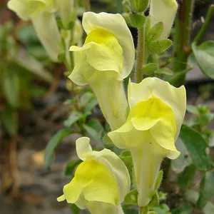 Cum să obțineți snapdragons din soiuri de semințe atunci când plantarea de metode de producție și de plantare răsad