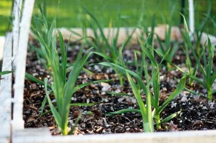 Cum să înțelegem, atunci este posibil să se planteze morcovi, dachasadovnika (după) Cum să înțelegem, atunci este posibil pentru a planta morcovi, dachasadovnika