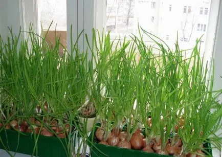 Cum să înțelegem, atunci este posibil să se planteze morcovi, dachasadovnika (intelege) Cum să înțelegem, atunci este posibil pentru a planta morcovi, dachasadovnika