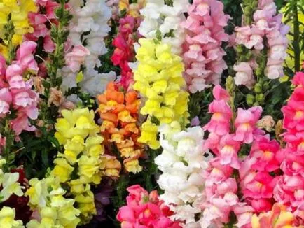Cum să obțineți snapdragons din soiuri de semințe atunci când plantarea de metode de producție și de plantare răsad