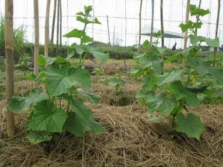 Cum să înțelegem, atunci este posibil să se planteze morcovi, dachasadovnika (posibil) Cum să înțelegem, atunci este posibil pentru a planta morcovi, dachasadovnika