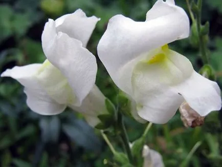 Cum să obțineți snapdragons din soiuri de semințe atunci când plantarea de metode de producție și de plantare răsad