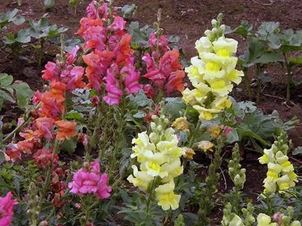 Cum să obțineți snapdragons din soiuri de semințe atunci când plantarea de metode de producție și de plantare răsad