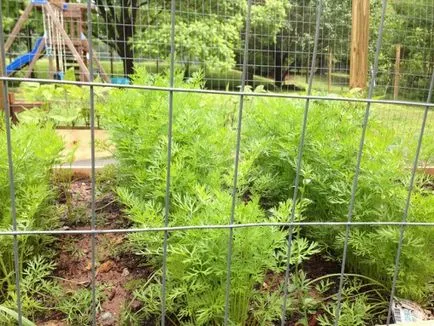 Cum să înțelegem, atunci este posibil să se planteze morcovi, dachasadovnika (intelege) Cum să înțelegem, atunci este posibil pentru a planta morcovi, dachasadovnika