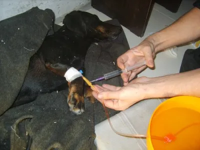Cum de a pune un câine picurător, copii faunei (cainele a pus un picurător) Cum de a pune un câine picurător, faunei copii