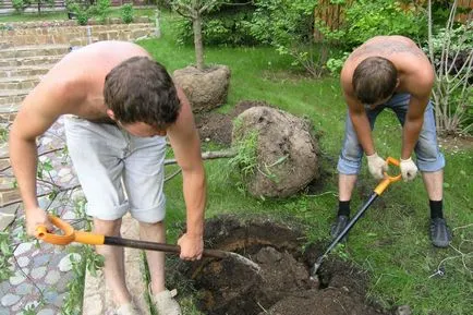 Cum de a planta o subtilitate arc de prune și agrotehnica viclean