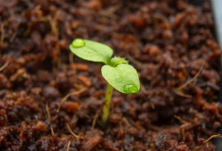 Cum de a planta kiwi acasă și să crească viță de vie