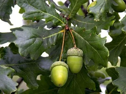 Cum să planteze un stejar - creștere de stejar, grija de stejar (stejar) Cum să planteze un stejar - stejar în creștere, îngrijire stejar