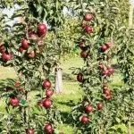 Cum cumpăr un răsaduri de prune, plantate în primăvară, zi de vară rezident (corect) Cum cumpăr un răsaduri de prune, plantate în primăvară, zi de vară rezident