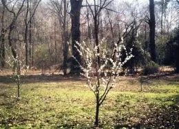 Cum cumpăr un răsaduri de prune, plantate în primăvară, zi de vară rezident (plante) Cum cumpăr un răsaduri de prune, plantate în primăvară, zi de vară rezident