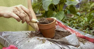 Cum să transplant de transplant de bani copac Jade și de îngrijire la domiciliu (transplant de Jade poate fi transplantat atunci când acasă teren copac bani la sol dreapta dreapta) Cum să transplant de transplant de bani copac Jade și de îngrijire la domiciliu