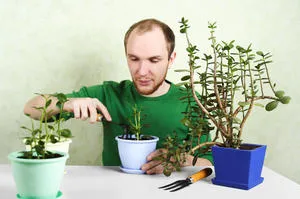 Cum să transplant de transplant de bani copac Jade și de îngrijire la domiciliu (transplant) Cum să transplant de transplant de bani copac Jade și de îngrijire la domiciliu