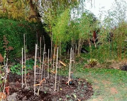 Cum cumpăr un răsaduri de prune, plantate în primăvară, zi de vară rezident (corect) Cum cumpăr un răsaduri de prune, plantate în primăvară, zi de vară rezident