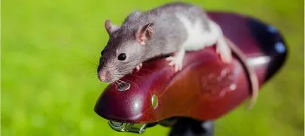 Cum se configurează (reglați) șaua pentru o bicicletă (regla) Cum se configurează (reglați) șaua pentru o bicicletă