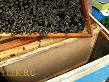 Cum de a genera excavații albine video și sfaturi pentru apicultori (forma) Cum de a genera excavații albine video și consiliere pentru apicultori