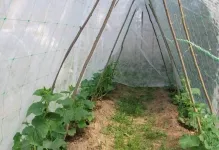 Cum de a lega castraveți într-o seră într-un film cu efect de seră și fixându fotografii ale plantelor, de sistem și