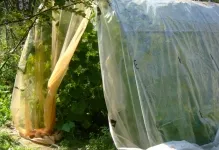 Cum de a lega castraveți într-o seră într-un film cu efect de seră și fixându fotografii ale plantelor, de sistem și