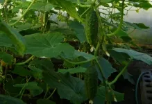 Cum de a lega castraveți într-o seră într-un film cu efect de seră și fixându fotografii ale plantelor, de sistem și