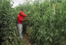 Cum de a lega castraveți într-o seră într-un film cu efect de seră și fixându fotografii ale plantelor, de sistem și