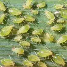 Cum să se stabilească o grădină, o casă privată (pentru a lupta vertex Rotten Tomatoes) Cum să se stabilească o grădină, o casă privată