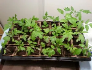 Cum să planteze roșii în sera (tomate) Cum să planteze roșii în seră