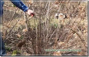 Cum în mod corect să taie arbuști ornamentali, cu propriile lor mâini - cum să o faci singur (cu mâinile) Cum în mod corect să taie arbuști ornamentali, cu propriile lor mâini - cum să facă cel mai mult