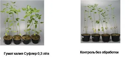 Cum se aplica humat de potasiu pentru diferite culturi (corect) Cum se aplica humat de potasiu pentru diferite culturi