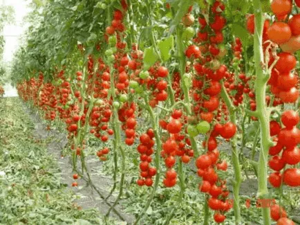 Cum să planteze roșii în seră (video) Cum să planteze roșii în seră