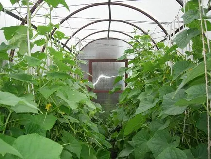 Cum de a lega castraveți într-o seră într-un film cu efect de seră și fixându fotografii ale plantelor, de sistem și