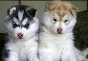 Cum de a alege husky catelus dreapta (husky) Cum de a alege Husky puppy dreapta