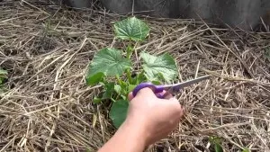 Cum castraveți pinch video corectă și instrucțiuni foto (corect) Cum castraveți pinch video corectă și instrucțiuni foto