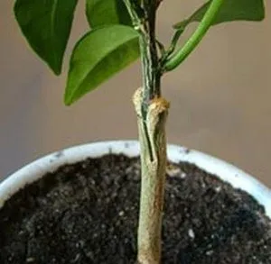 Cum de a planta o lamaie din os si divizarea la domiciliu