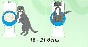 Cum să învețe o pisica toaletă, pisică, pisoi, pisica ia act de la un medic veterinar cu experiență