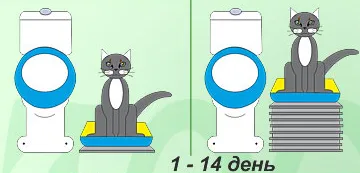 Cum să învețe o pisica toaletă, pisică, pisoi, pisica ia act de la un medic veterinar cu experiență