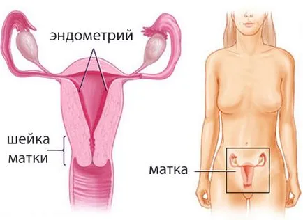 Cum de a testa începutul sarcinii - răspunsuri și consiliere (sincronizare) Cum de a testa începutul sarcinii - răspunsuri și consiliere