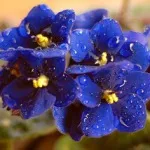 Cum de a recunoaște și de a scăpa de dăunători de plante de interior (de protecție a plantelor împotriva dăunătorilor +) Cum de a recunoaște și de a scăpa de dăunători de plante de interior