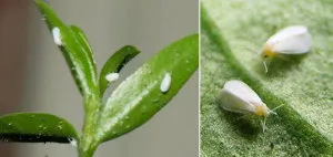 Cum de a recunoaște și de a scăpa de dăunători de plante de interior (dăunători) Cum de a recunoaște și de a scăpa de dăunători de plante de interior