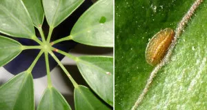 Cum de a recunoaște și de a scăpa de dăunători de plante de interior (dăunătorilor houseplants) Cum de a recunoaște și de a scăpa de dăunători de plante de interior