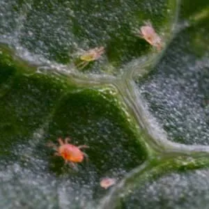 Cum de a recunoaște și de a scăpa de dăunători de plante de interior (dăunătorilor houseplants) Cum de a recunoaște și de a scăpa de dăunători de plante de interior