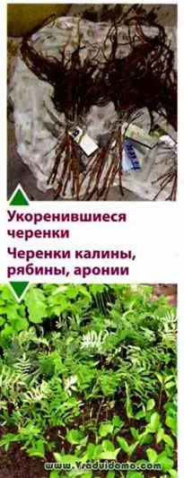 Pe măsură ce plantele sunt propagate prin butași verzi, site-ul de grădină, cabana și plante de apartament