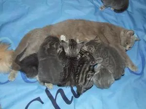 Cum de a da naștere la o pisica ca un animal de companie pentru a înțelege ce se va da în curând naștere la medicamentele necesare și cum să se pregătească pentru